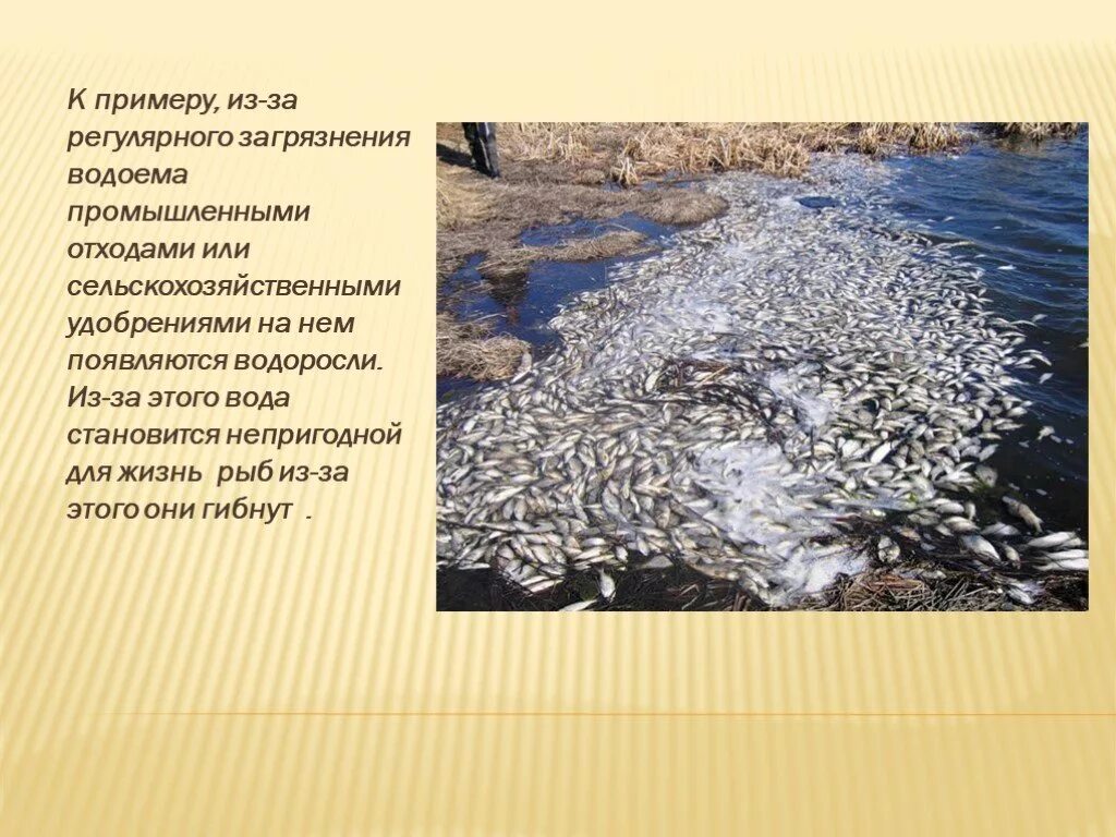 Использование водоемов человеком и охрана водоемов. Загрязнение водоемов. причины загрязнения водоемов. загрязнение водоемов презентация. презентация на тему загрязнение водоемов.