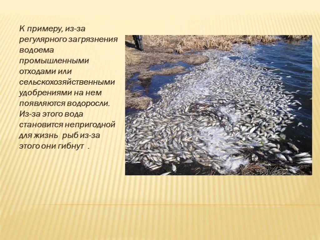 Правила загрязнения воды. Загрязнение водоемов. Загрязнение природных водоемов. Презентация на тему загрязнение водоемов. Защита водоемов от загрязнения.