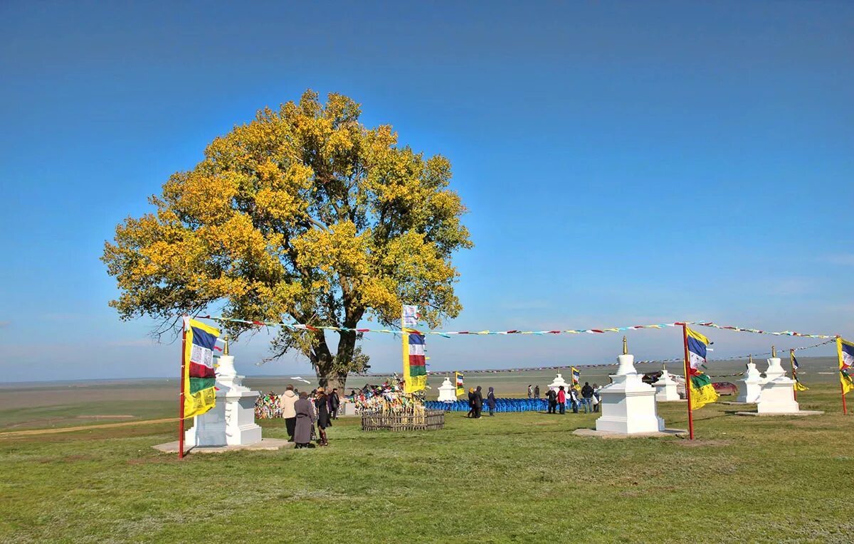 одинокий тополь с каскадом родников калмыкия. одинокий тополь с каскадом родников калмыкия.
