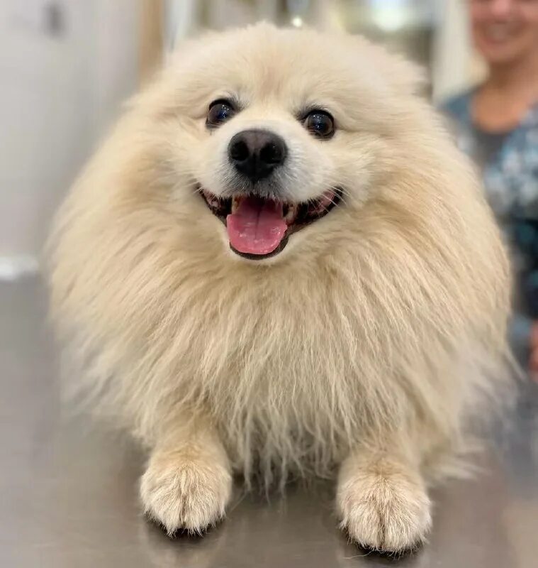 альтернатива балашиха