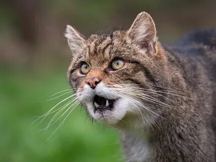 Wild cat