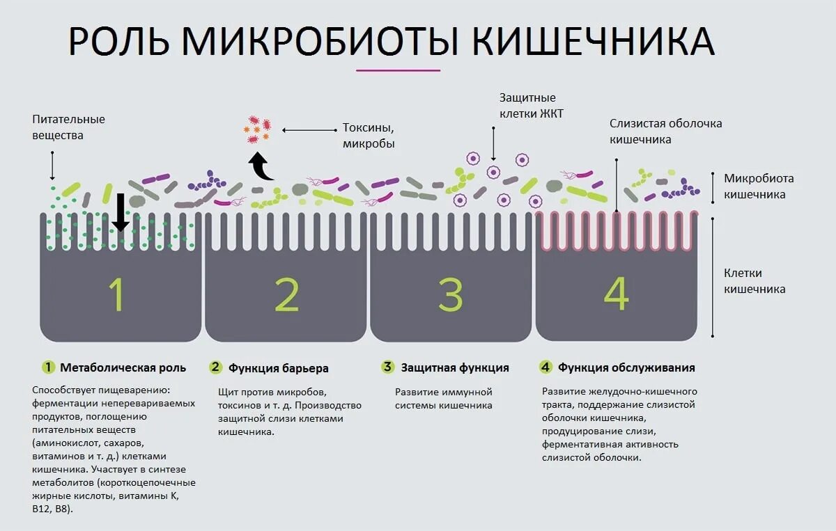 Микробиота и иммунитет человека. Роль микробиоты кишечника. Функции микрофлоры. Микрофлора микробиом микробиота. Барьер слизистая оболочка