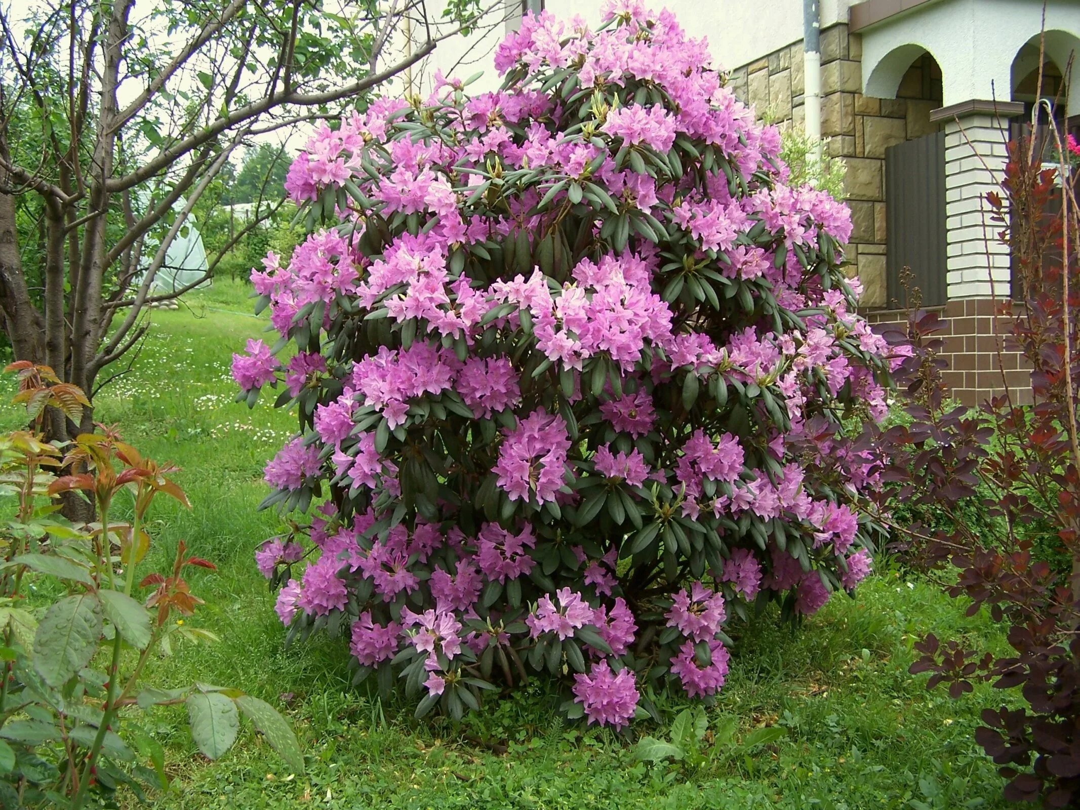 Кустарники названия цветущие для сада. Рододендрон Roseum elegans. Рододендрон кэтевбинский. Рододендрон катевбинский грандифлорум.