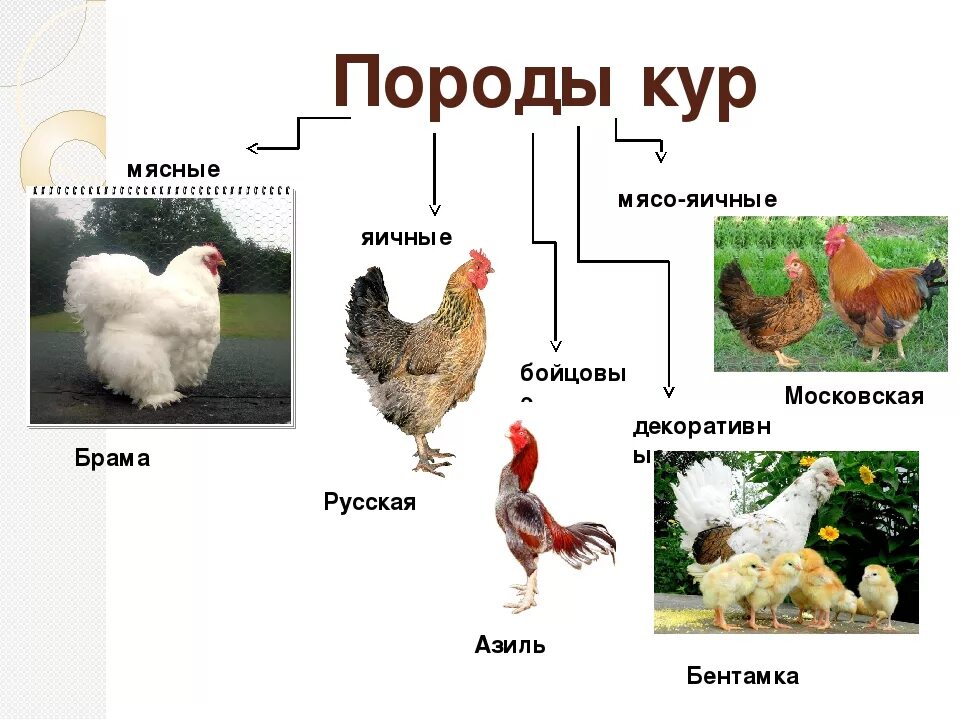 Куры группа животных. Куры. породы кур. породы домашних птиц. породы домашних кур.