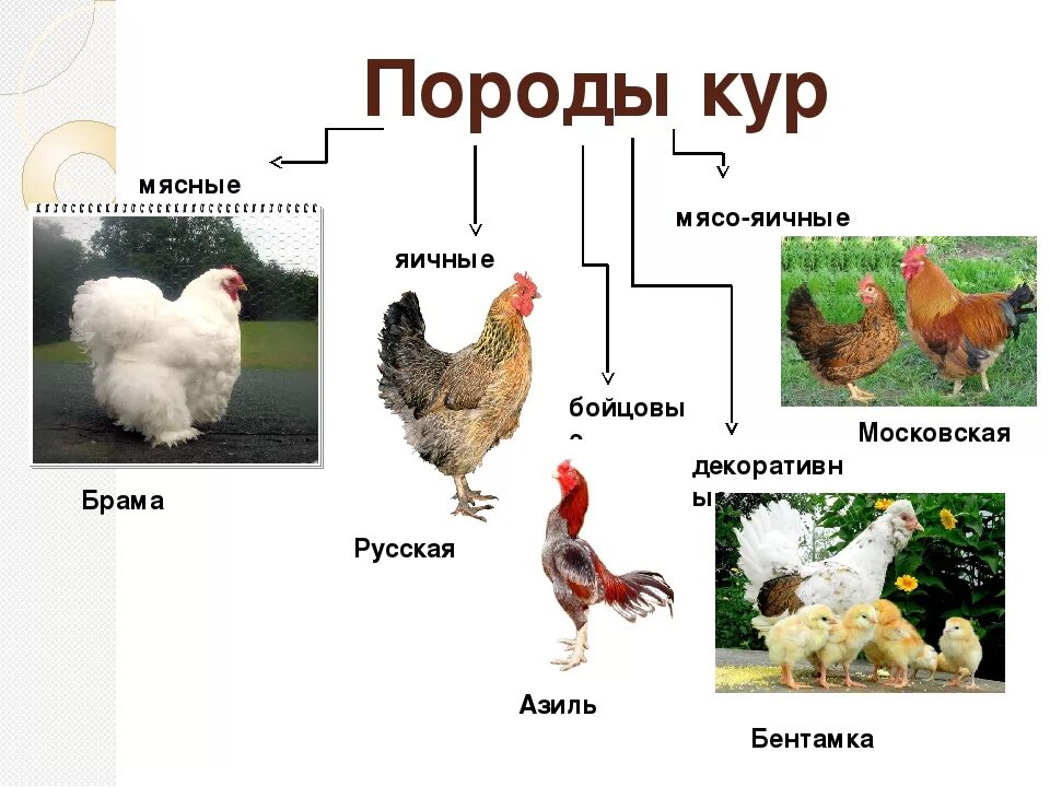 Куры. Породы кур. Породы домашних птиц. Куры разных пород.