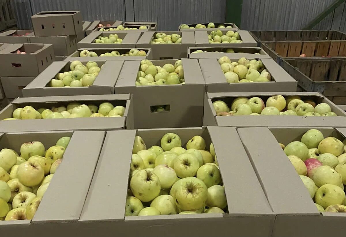 Производство яблок. Совхоз яблок в Подмосковье. Производство яблок в России. Яблочко производство.