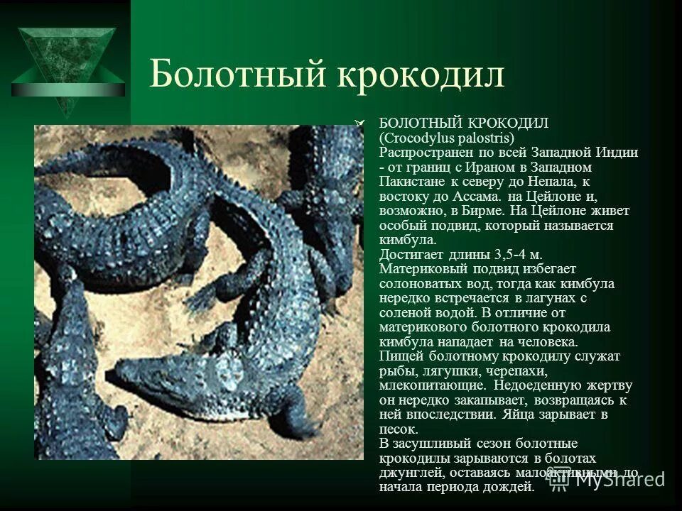 класс пресмыкающиеся или рептилии отряд крокодилы. пресмыкающиеся змеи ящерицы крокодилы. класс пресмыкающиеся крокодилы. хордовые крокодилы. хордовые крокодилы.