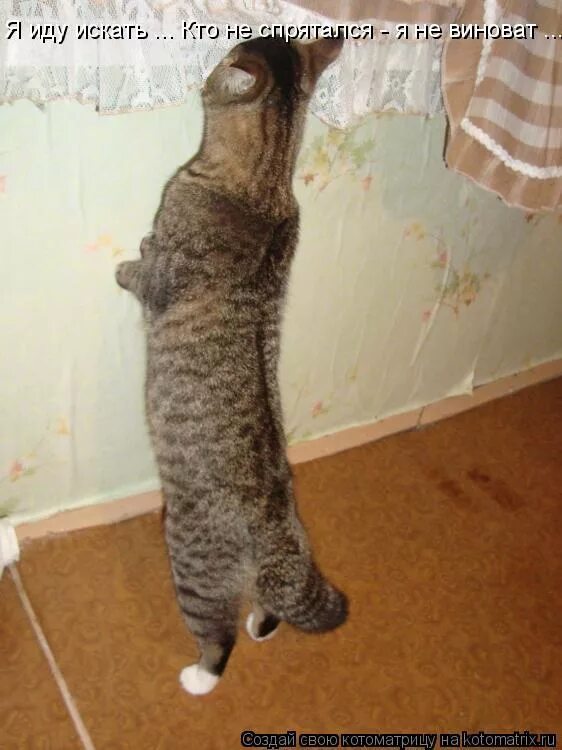 Котики с надписями. Иди в угол. Кличко мем. Иди в угол. Иди в угол.