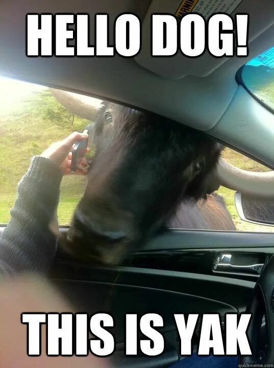 Hello this is good. Hello dog. hello this is dog original. hello yes this is dog original. hello this isnt a.