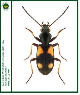 Nepha