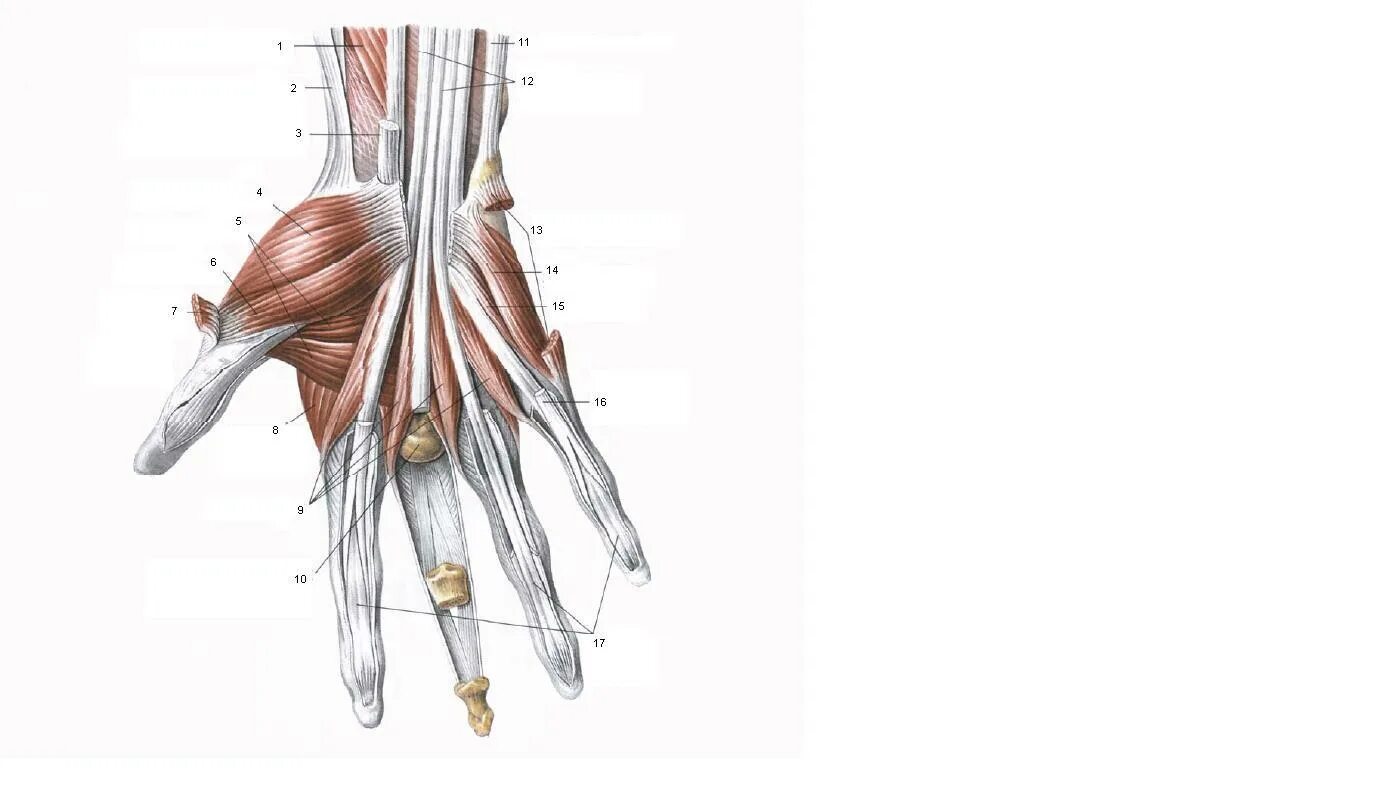 Мышцы кисти анатомия. Глубокие мышцы кисти. Мышцы кисти руки. Мышцы кисти правой.