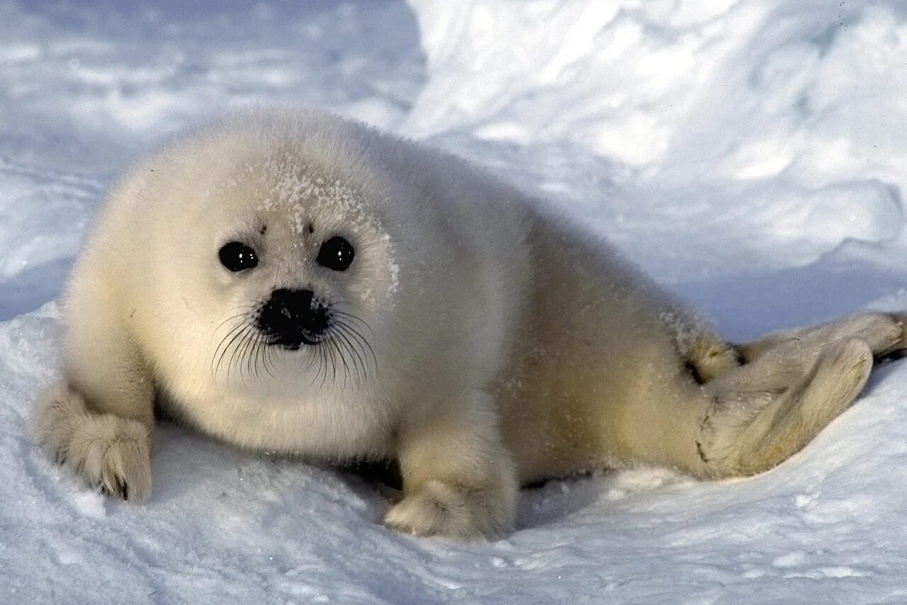Тюлень уэдделла. Атлантический морж. Белый медведь ледовитый океан. Нарвал арктика. Какие животные обитают в ледовитом океане.