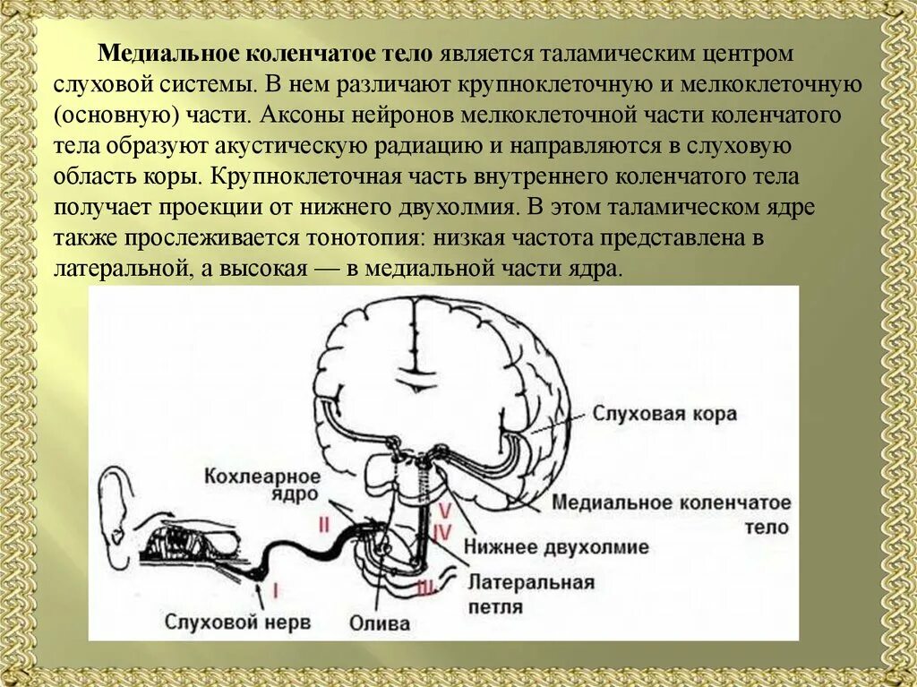 Слуховой центр коры мозга. Медиальное коленчатое тело. Метальное колнчатое тело. Медильные коленчаты Етела. Латеральное коленчатое тело мозга.