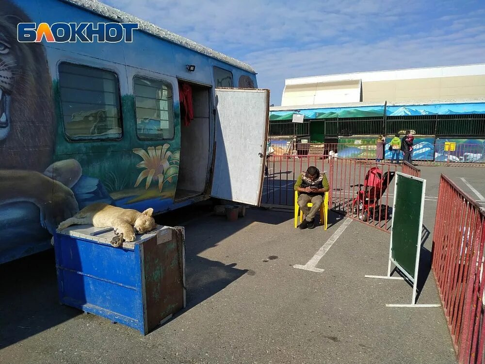 Московский передвижной зоопарк кондор. Передвижной зверинец. Передвижной зоопарк. Передвижной зверинец. Камазы передвижной зоопарк.