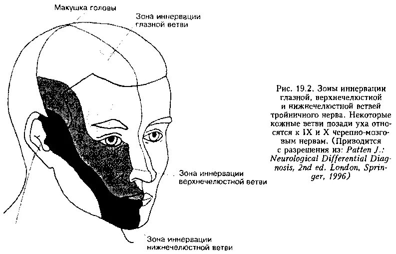 Затылок это где. Темя головы. Затылок темя. Части зон головы.