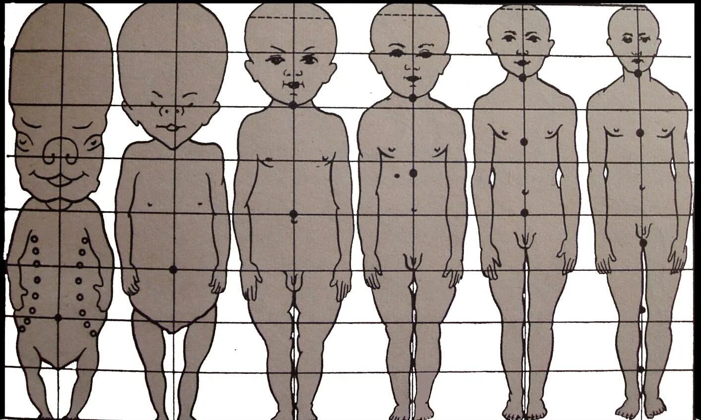 Укорочение трубчатых. Пропорции тела новорожденного ребенка до 1. Схема пропорций тела ребенка. Пропорции взрослого человека и ребенка. Пропорции тела у детей различных возрастов.
