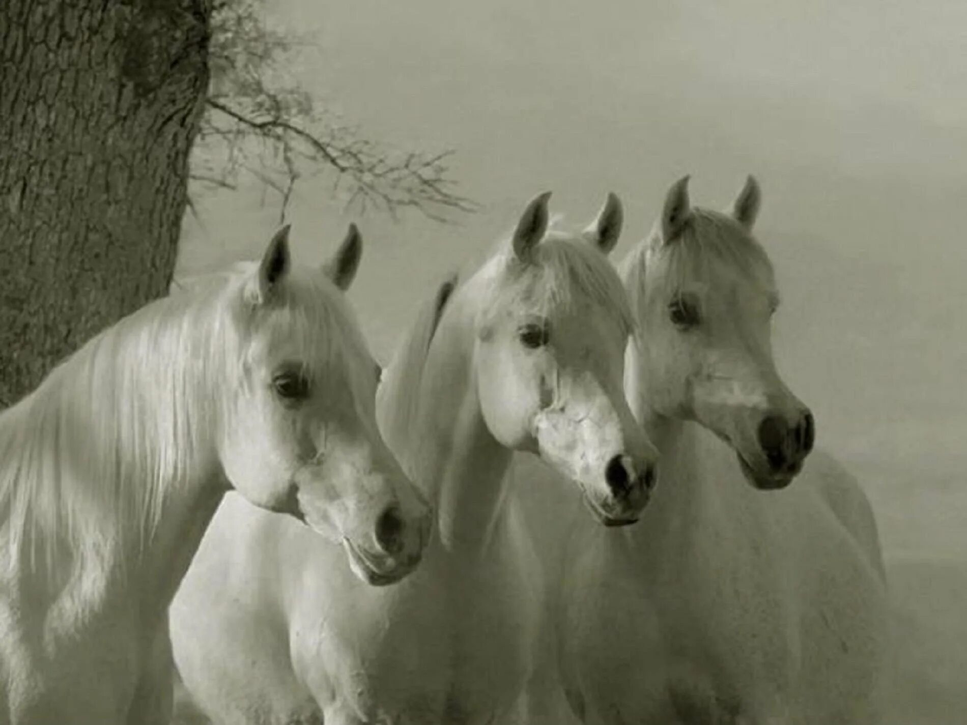 Белая лошадь. Тройка белых лошадей. Три лошади. Стадо лошадей.