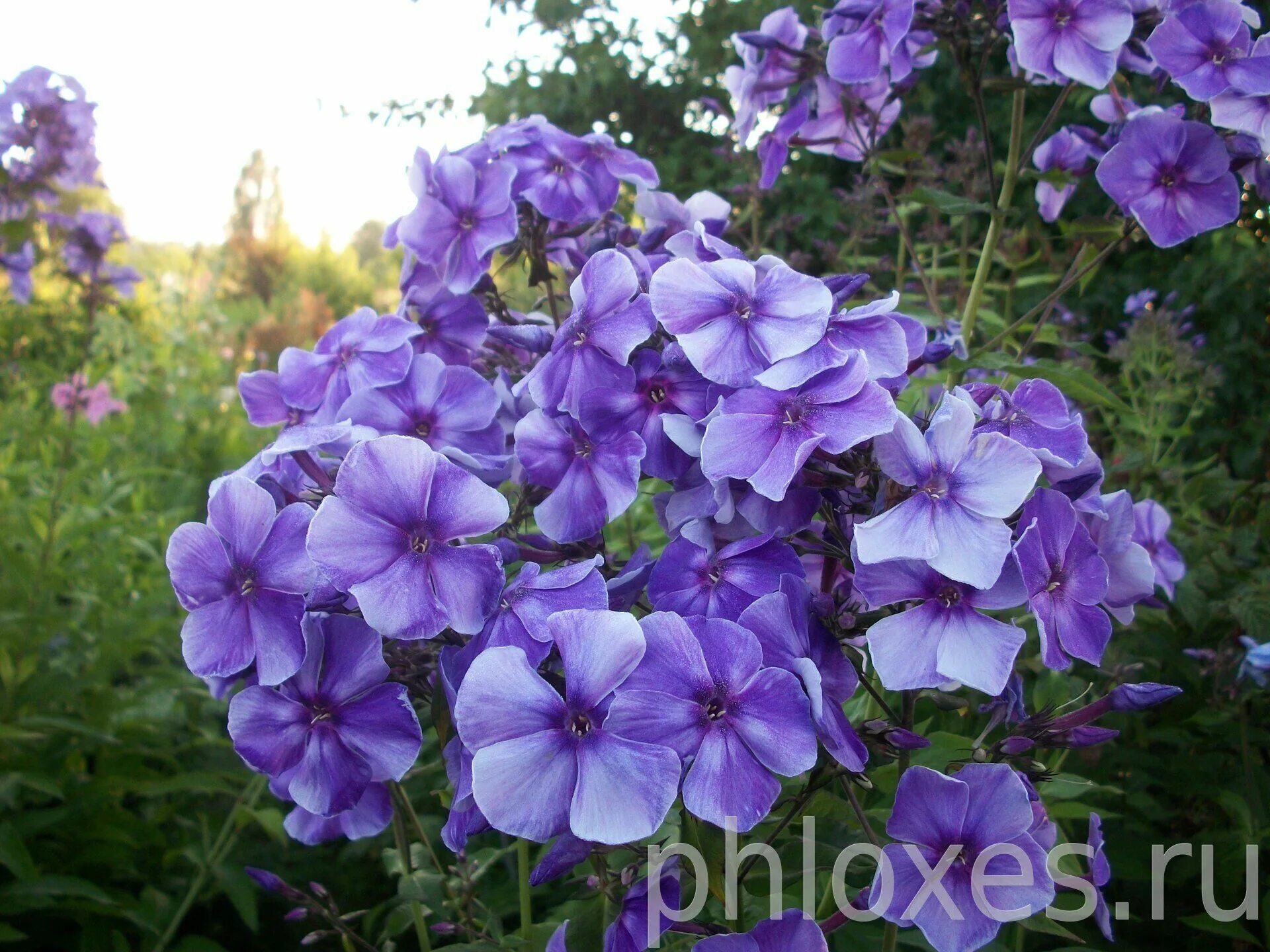 селекция флоксов