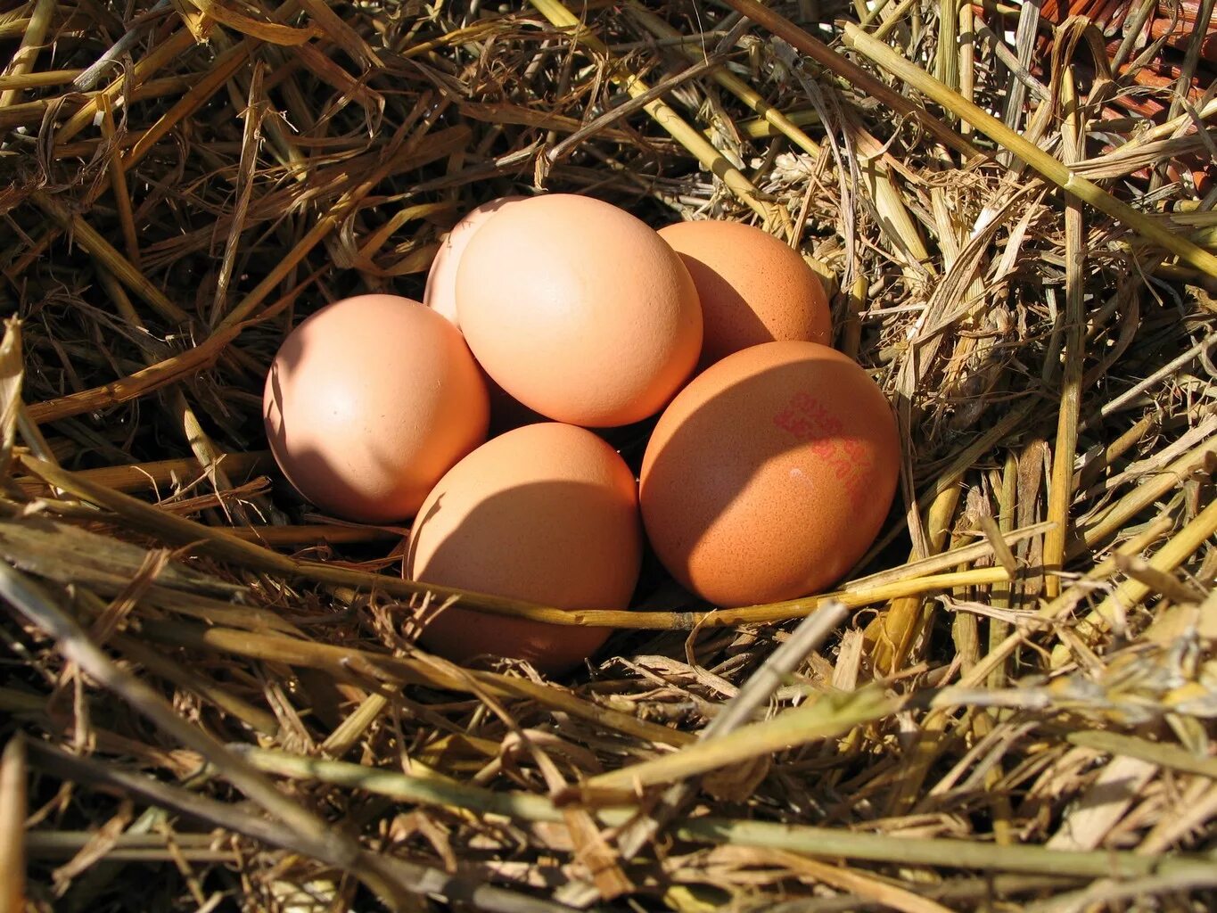 К чему снится собирать много куриных яиц. Куриные яйца в гнезде. Гнездо с яйцами. Куриное яичко в гнезде. Домашние яйца в гнезде.