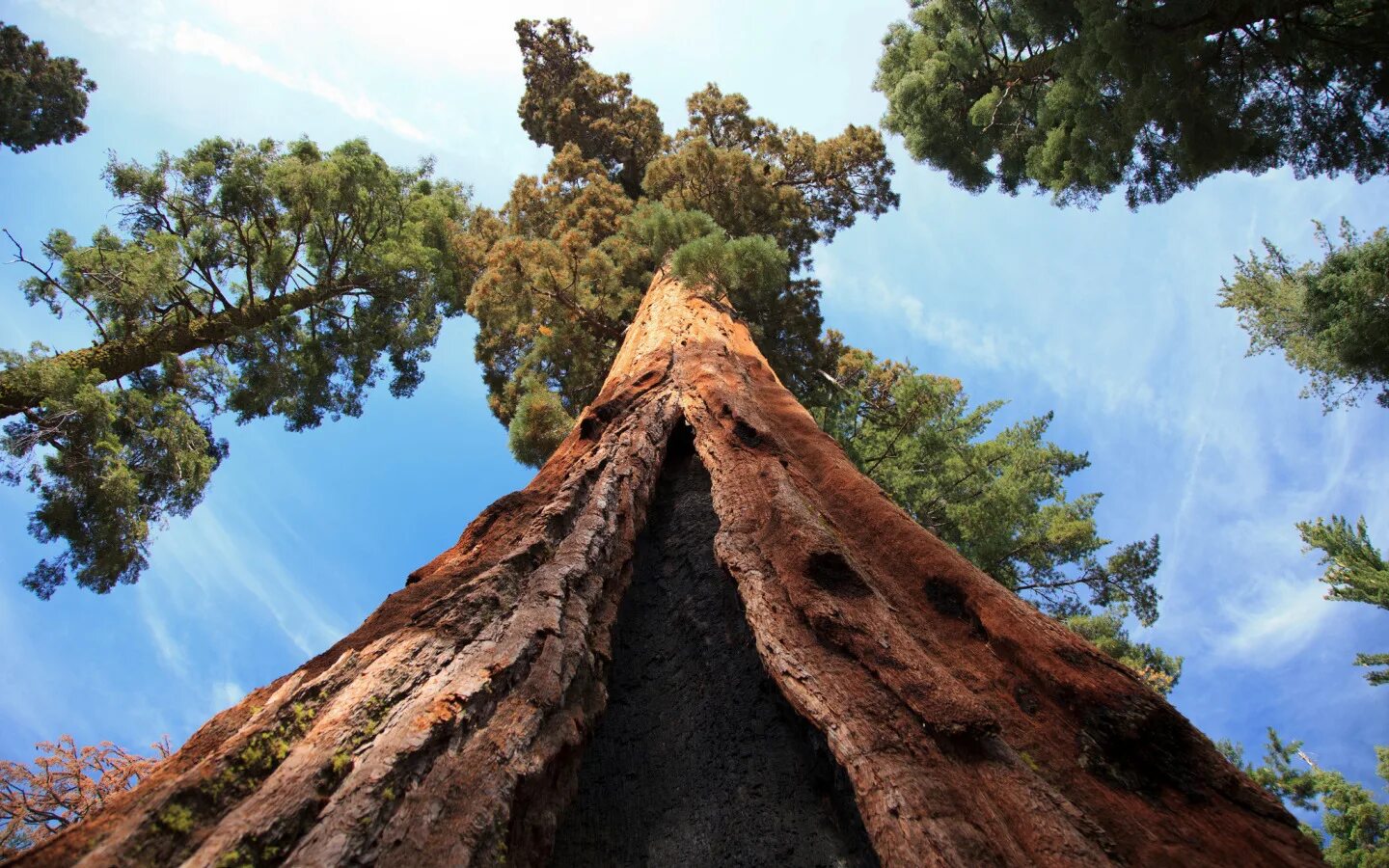 Калифорнийская Секвойя Гиперион. Секвойя дерево Гиперион. Самое высокое дерево Секвойя Гиперион. Американская Секвойя Гиперион. Самые крупные деревья в россии