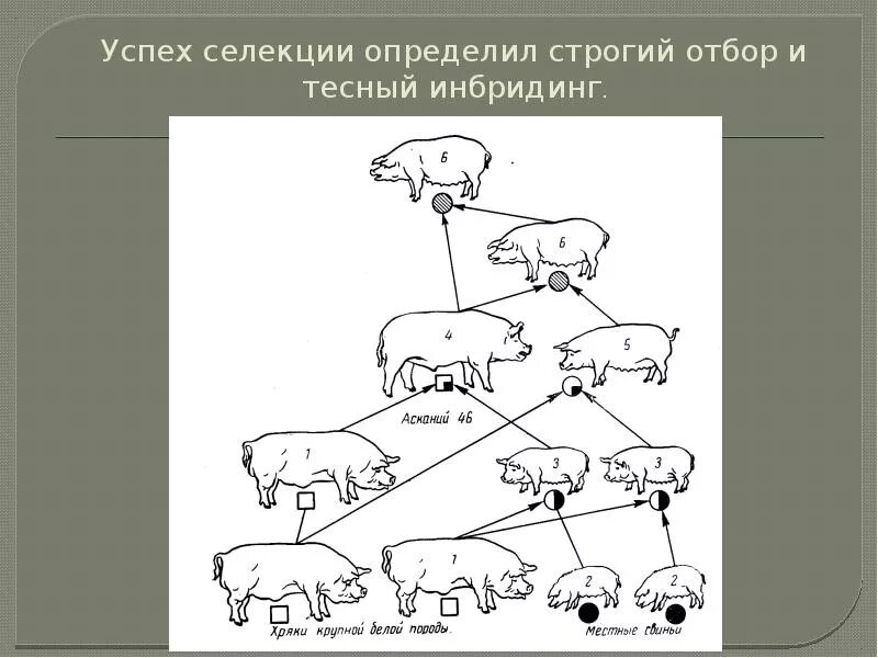 Получение чистых линий инбридингом