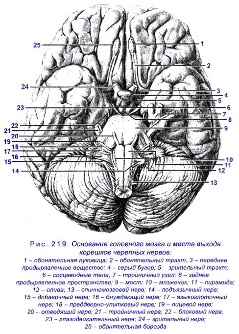 Нижняя поверхность мозга. Основание головного мозга и выход Корешков черепных нервов. Нижняя поверхность головного мозга нервы. Основание мозга с выходом черепных нервов схема. Места выхода черепных нервов на основании головного мозга.