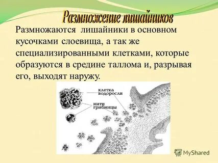 Размножение лишайников осуществляющееся