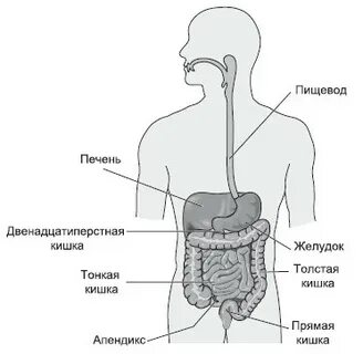 В какой полости человека расположен желудок