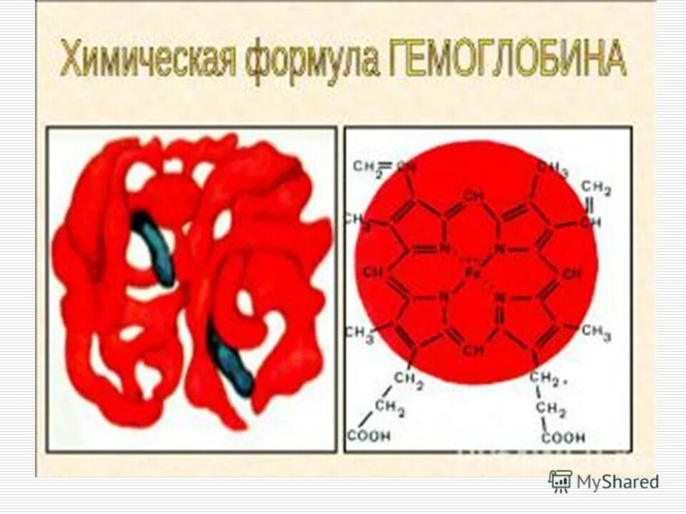 Гемоглобин какая ткань. Гемоглобин схема. Гемоглобин формула. Аномальные формы гемоглобина. Химический состав гемоглобина.