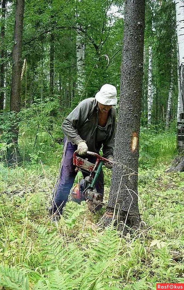 Пилим валежник. Пилит дерево в лесу. Спил сухостоя. Пилят лес. Сухостой спилили.