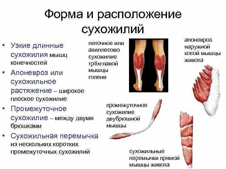 Функции связок и сухожилий. Плоское сухожилие апоневроз. Расположение сухожилий.