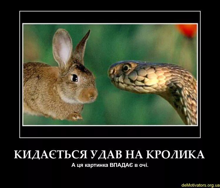 Кролики и удавы краткое содержание. Кролики и удавы. удав и кролик смешные. удав гипнотизирует кролика.