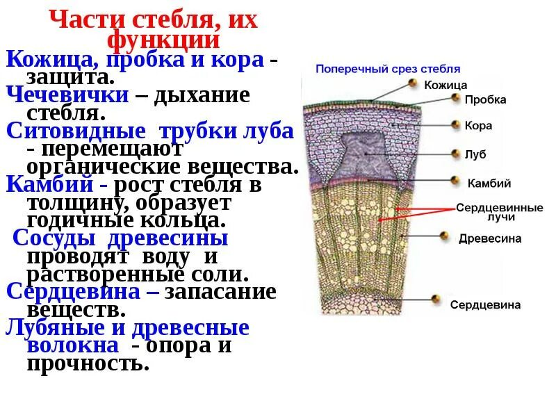 Биология внутреннее строение стебля кожица. Внутреннее строение стебля флоэма. Ткани растений внутреннее строение стебля. Строение стебля Ксилема и флоэма. Луб состоит из мертвых клеток