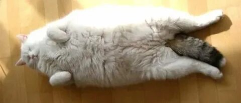 Колики у кота