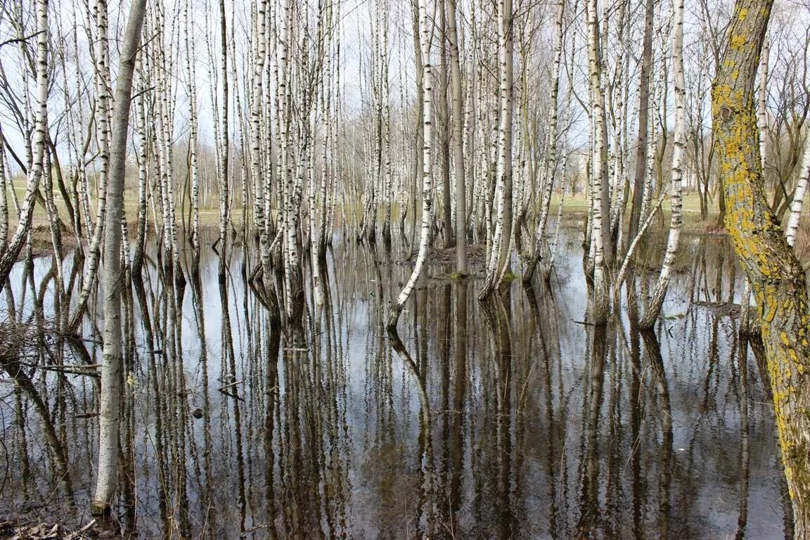 Минская роща. Половодье березы. Весенний разлив в березовой роще. Половодье в Березовом лесу.