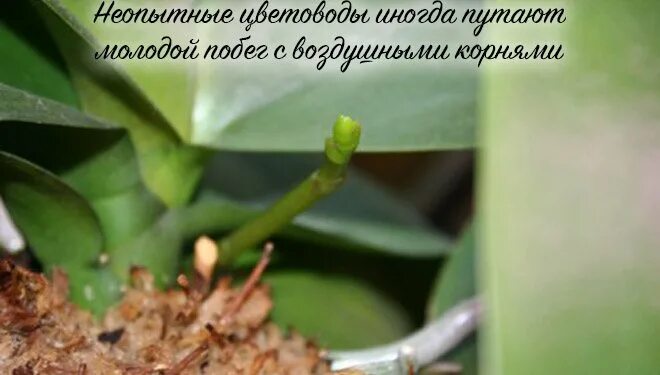 Как отличить орхидею. Орхидея доращивает цветонос. Фаленопсис цветонос. Орхидея фаленопсис выпустила цветонос. Фаленопсис корни на цветоносе.