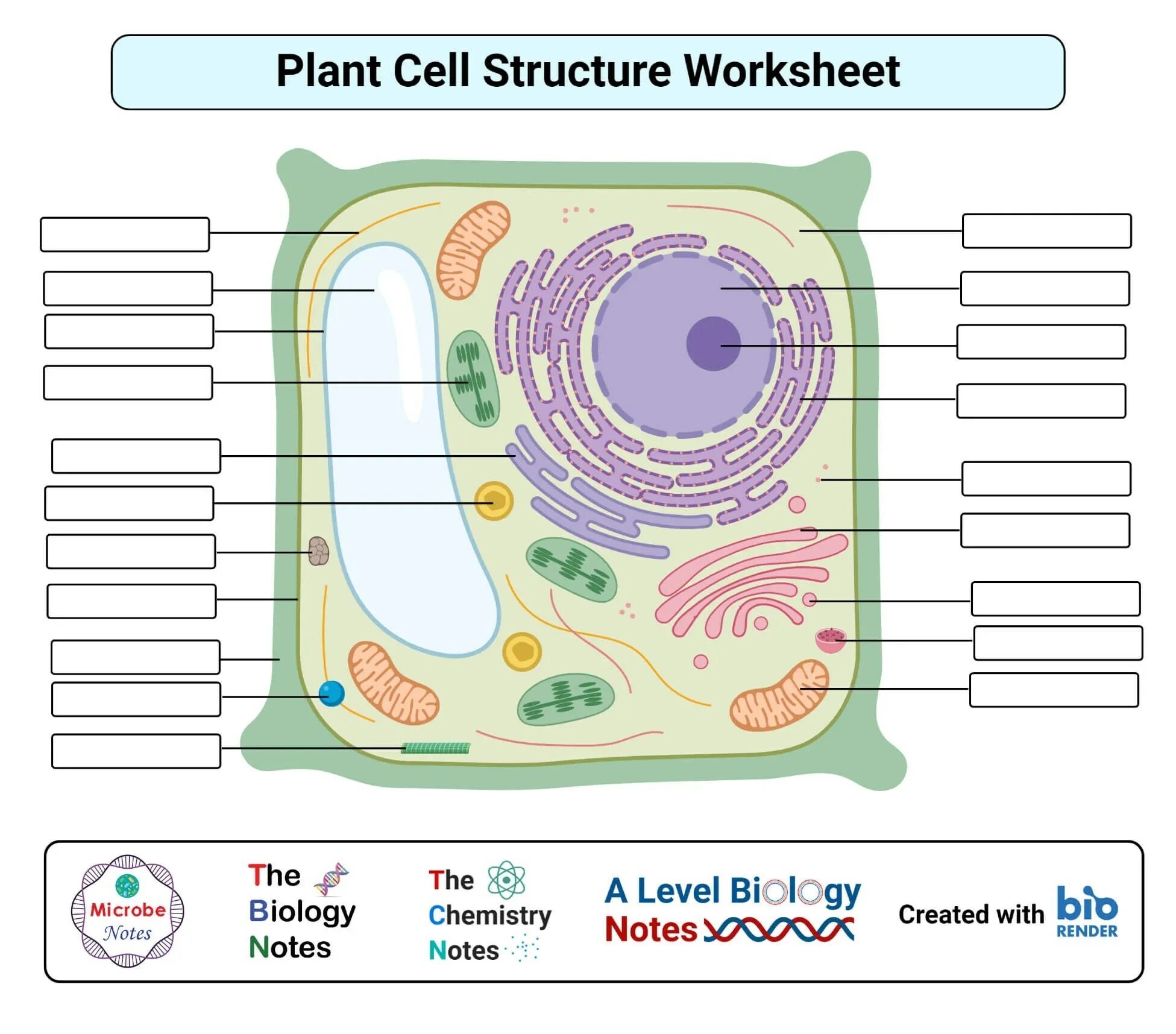 Plant Cell structure. Plant Cell organelles. Plant Cell Worksheet. Plant Cell structure diagram easy White Black. Worksheets cells