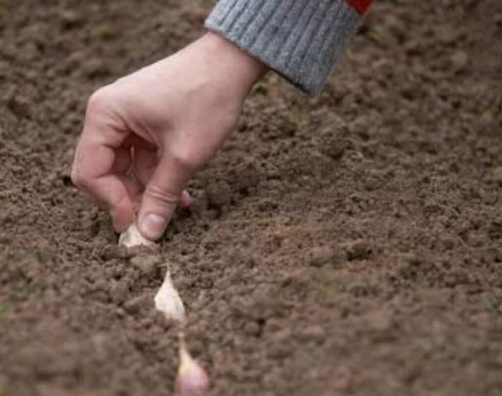 Чеснок под зиму. Как сажать чеснок. Подготовка почвы для посадки чеснока осенью под зиму. Подготовка почвы озимый чеснок.