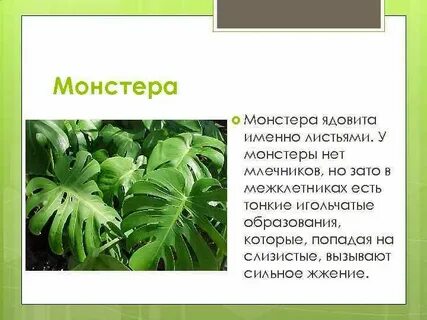 Монстера ядовитая
