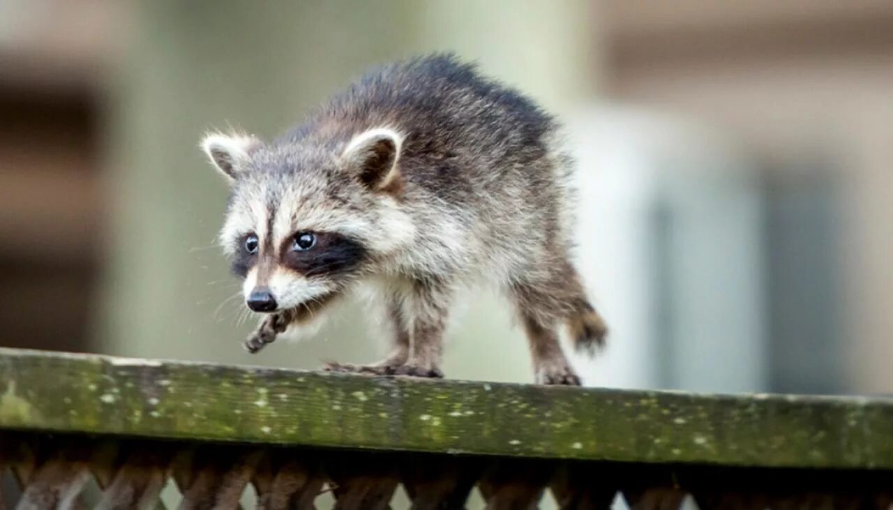 Us wildlife. Raccoon Baby. Spring Raccoon. Wet Racoon. Light Blue Raccoon.