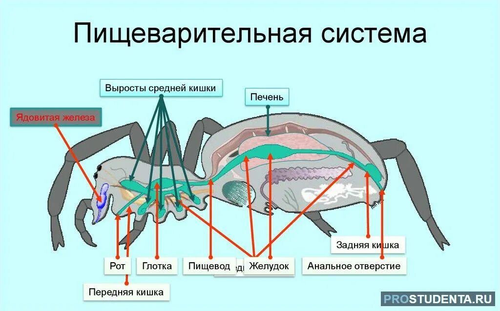 Пищ система членистоногих. Пищеварительная система паука схема. Пищеварительная система членистоногих схема. Пищеварительная система паукообразных схема. Пищеварительная система паукообразных 7 класс.