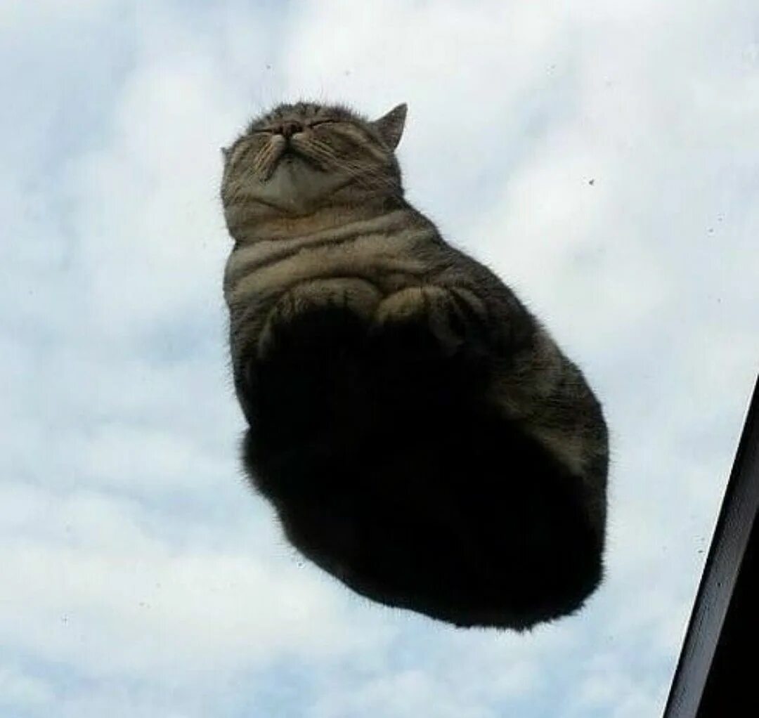 Кот на стекле вид снизу. Кот снизу на стекле. Кошка на стеклянном столе. Коты на стекле вид снизу.