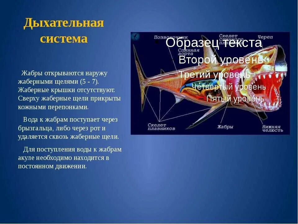 Характерные признаки типа жаберных щелей. Дыхательная система хрящевых рыб схема. Дыхательная система акулы схема. Дыхательная система костных и хрящевых рыб. Дыхательная система костистых рыб.