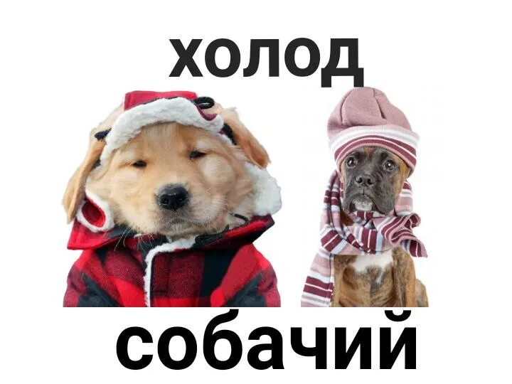 Пес в валенках. Собака в снегу. Холод собачий прикол. Шапка ушанка смешная. Собачий холод значение.