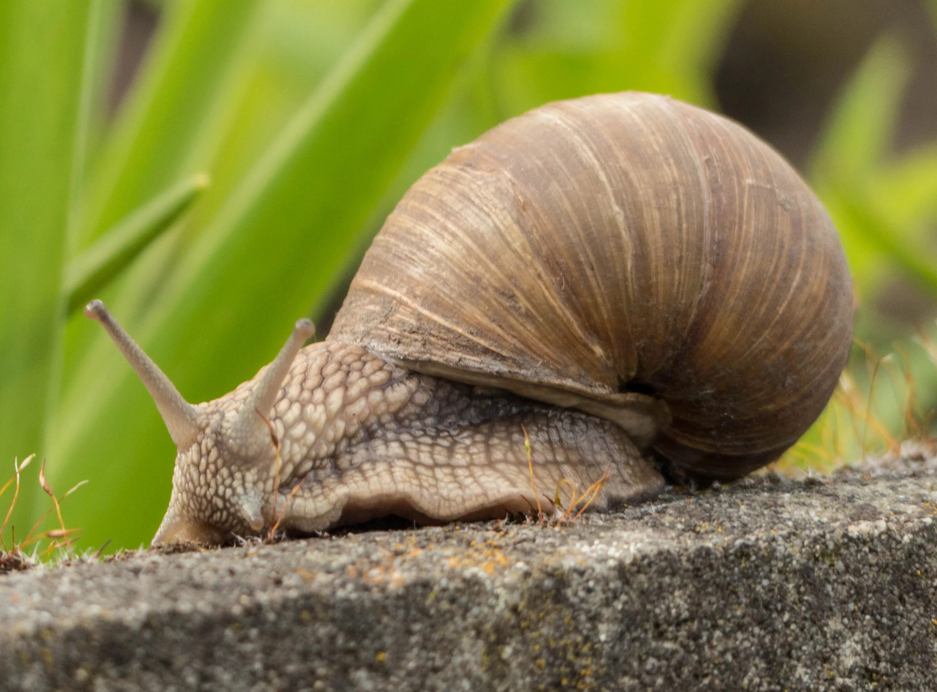 Улитка ползет по вертикальному шесту высотой. Улитка Priotrohatella stellata. (Беспозвоночные) Виноградная улитка. Панцирь виноградной улитки. Улитка биомфолария.