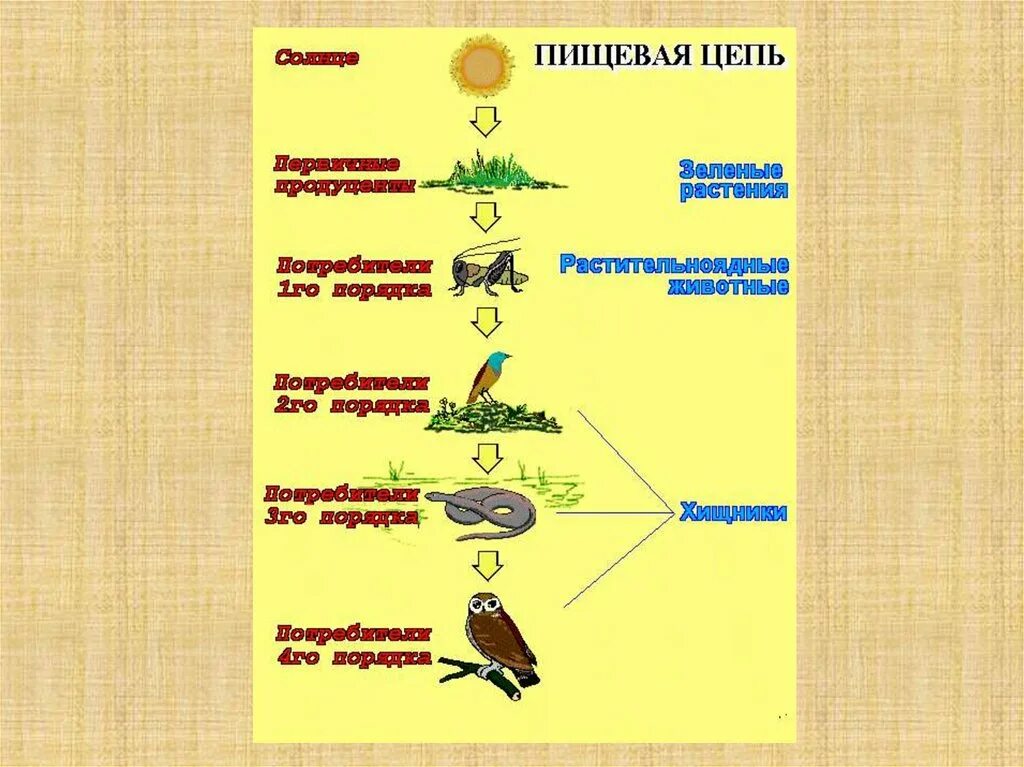 Цепи питания живых организмов по биологии 5. Последовательность цепи питания. Структура пищевой цепи. Пищевая цепь названия звеньев.
