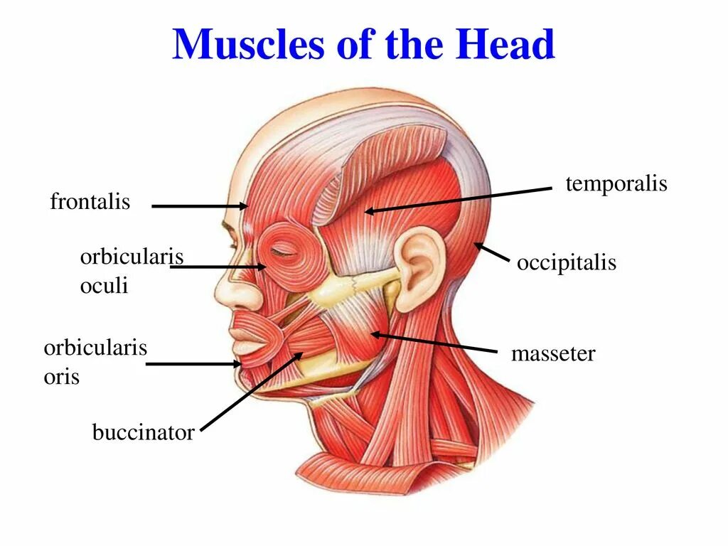 Musculus buccinator. Мускулюс Фронталис. Head of function