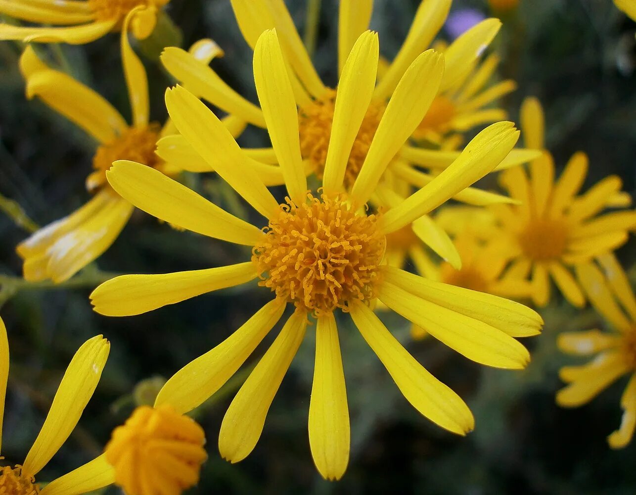 Крестовник Senecio jacobaea. Якобея обыкновенная, крестовник. Крестовник обыкновенный (Senecio vulgaris). Крестовник Крымский.