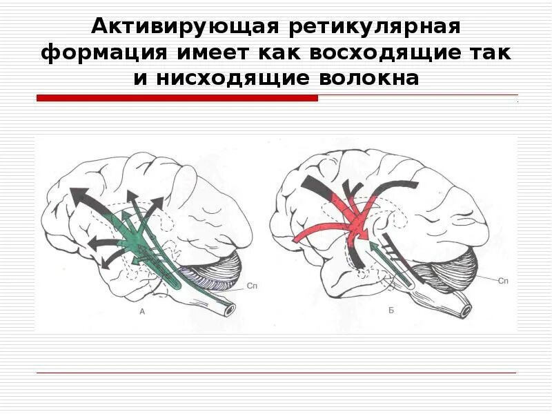 Влияние коры на ретикулярную формацию