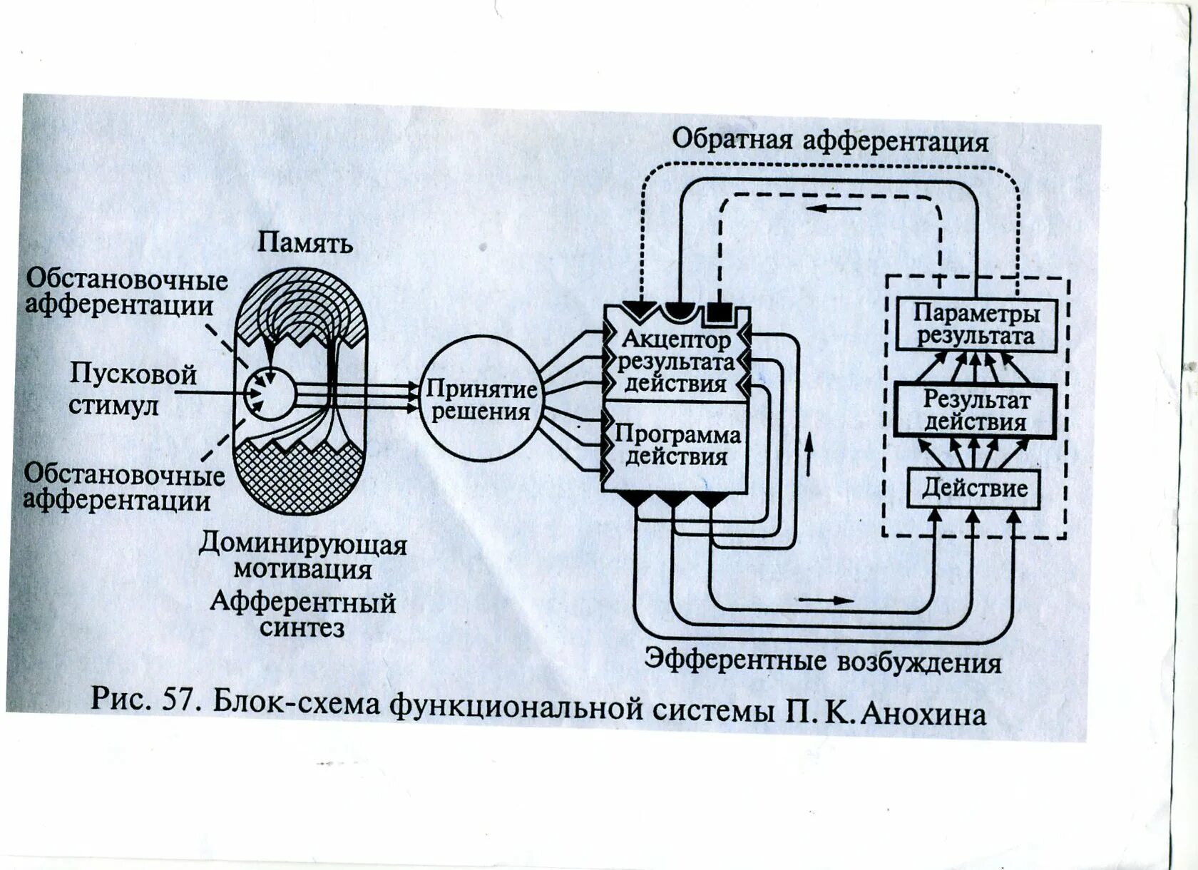 Схема центральной организации поведенческой реакции по Анохину. Схема функциональная система поведенческого акта по Анохину. Структура поведенческого акта (по а.п. Анохину). Схема центральной архитектоники поведенческого акта Анохина. Функциональная система движения